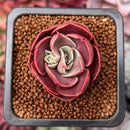 Echeveria 'Red Tan' 1" Succulent Plant