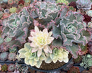 Echeveria 'Japan Moon River' Variegated 10"+ Very Large Cluster Succulent Plant