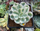 Echeveria 'Compton Carousel' 2" Succulent Plant