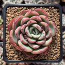 Echeveria 'Hongye' 2" Succulent Plant