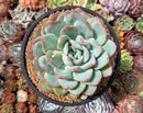 Echeveria 'Peach Candy' 5" Succulent Plant