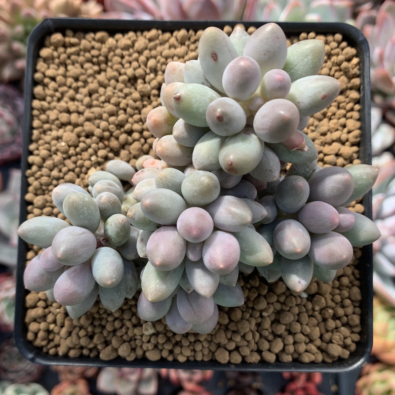 Pachyphytum 'Baby Finger' 3
