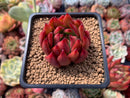 Echeveria Agavoides 'Frank Reinalt' 2" Succulent Plant