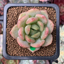 Echeveria 'Sherin' 1"-2" Succulent Plant