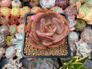 Echeveria 'Sunshine' New Hybrid 2" Succulent Plant