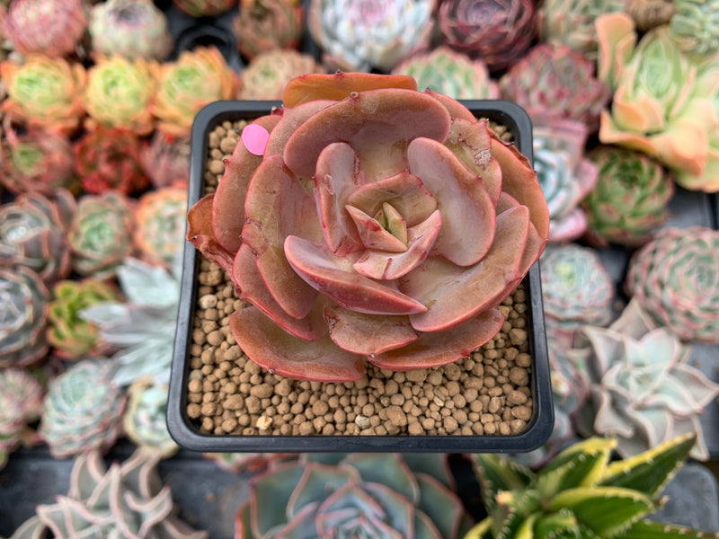 Echeveria 'Sunshine' New Hybrid 2