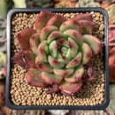 Echeveria Agavoides sp. 2" Succulent Plant