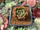 Echeveria Agavoides 'Chimera' 1" Succulent Plant