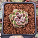 Echeveria Agavoides 'Amethyst' 1" Succulent Plant