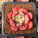 Echeveria 'Victory' 1" Succulent Plant