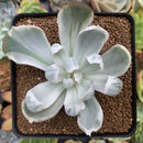 Echeveria 'Berkeley Light' Variegated 3" Succulent Plant