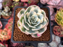 Echeveria 'Compton Carousel' 2" Succulent Plant