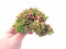 Echeveria ‘Chubbs’ Crested 4" Rare Succulent Plant