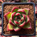 Echeveria Agavoides 'Hans' 1" Rare Succulent Plant