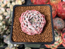 Echeveria Selected Hybrid 2" Succulent Plant