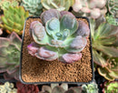 Echeveria 'Hearts Delight' 2"-3" Succulent Plant
