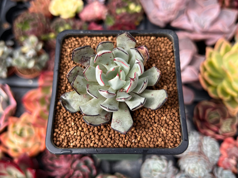 Echeveria 'Strictiflora' 2