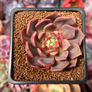 Echeveria 'Vasilisa' 2" Succulent Plant