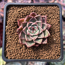 Echeveria 'Primavera' 1" Succulent Plant
