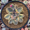 Graptopetalum 'Purple Delight' Variegated 4" Succulent Plant
