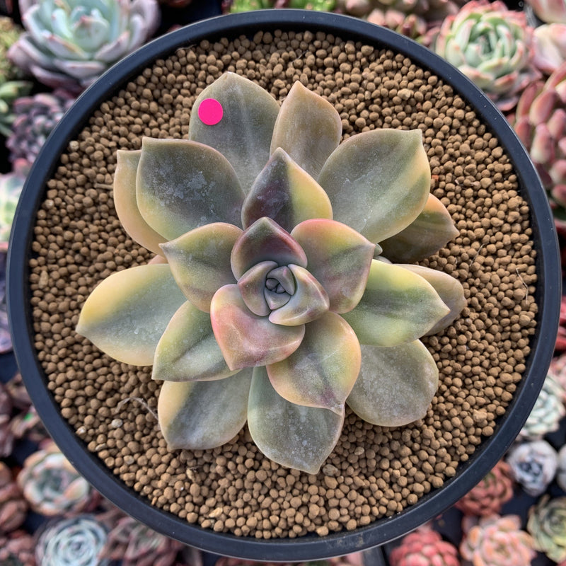 succulent with green and purple leaves Graptopetalum 'Purple Delight' Variegated 4" Succulent Plant – True Succulents Plant Co