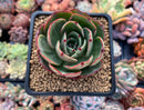 Echeveria Agavoides 'Pink Flora' 2" Succulent Plant