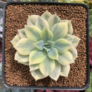 Echeveria 'Fun Queen' Variegated 2" Succulent Plant