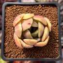 Echeveria 'Green Puff' 2" New Hybrid Succulent Plant