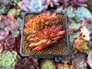Echeveria Agavoides 'Mundy' Crested 2" Succulent Plant