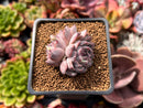 Echeveria 'Mata' 2" Succulent Plant