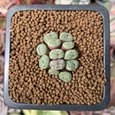 Conophytum sp. 1" Succulent Plant