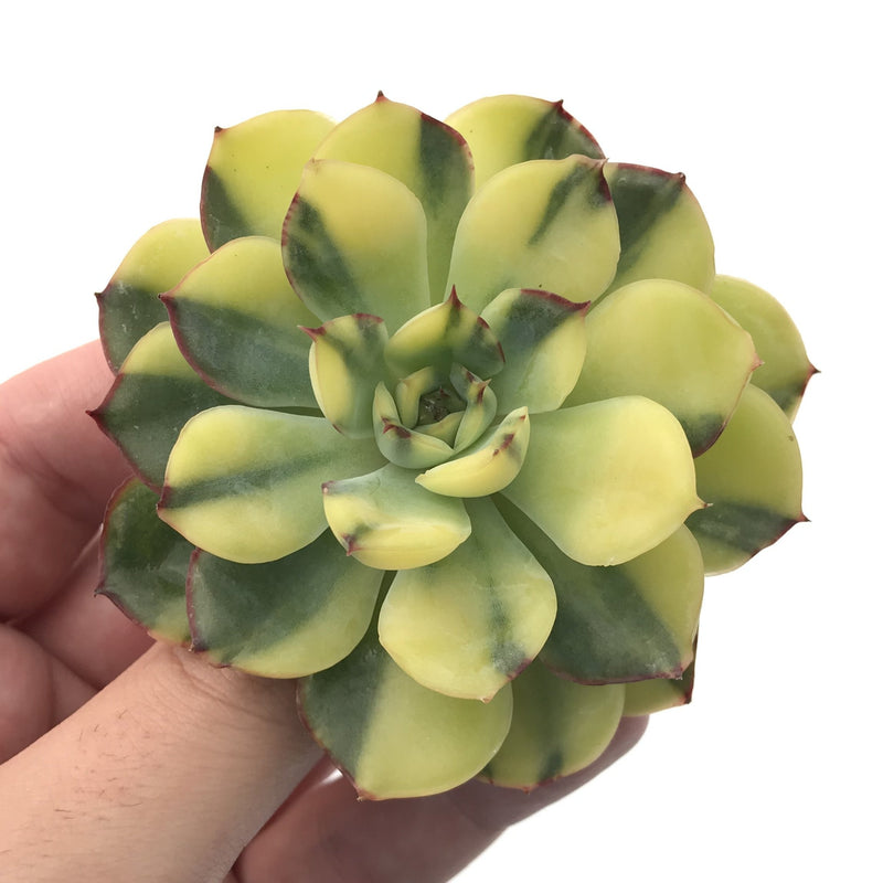 Echeveria 'Pulidonis' Variegated Round Leaf Selected Clone 3" Succulent Plant