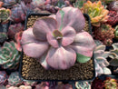 Echeveria 'Suyon Frill' Variegated 3" Succulent Plant