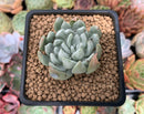 Dudleya 'Sony Queen' 1"-2" New Hybrid Succulent Plant