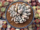 Echeveria 'Valentine' 4" Cluster Succulent Plant