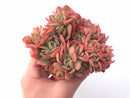 Echeveria Luella Crested 6” Large Cluster Rare Succulent Plant
