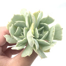 Echeveria 'Cooks Pride' Variegated 3" Rare Succulent Plant