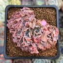 Echeveria 'Florence' Crested 2"-3" Succulent Plant