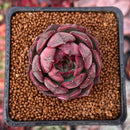 Echeveria 'Black Smoke' 1" New Hybrid Succulent Plant