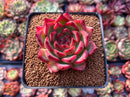 Echeveria Agavoides 'Fire Pillar' 2" Succulent Plant