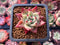 Echeveria Agavoides 'Soul' 1" Succulent Plant