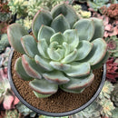 Echeveria 'White Champaign' 4” Succulent Plant