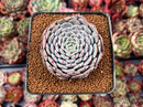 Echeveria 'Tamarine' 2"-3" New Hybrid Succulent Plant