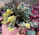 Corpuscalaria 'Lehmannii" Variegated 5" Large Cluster Succulent Plant