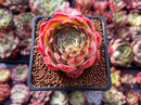 Echeveria 'Melanie' 2" Succulent Plant