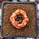 Echeveria Agavoides Hybrid 1" Small Succulent Plant