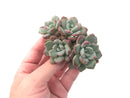 Echeveria 'Amore' Cluster 2"-3" Succulent Plant