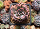 Echeveria 'Holwayi' Variegated 1"-2" Succulent Plant