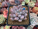 Echeveria 'Tolimanensis' 2"-3" Selected Clone Succulent Plant