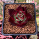 Echeveria Agavoides 'Luming' 2" Succulent Plant